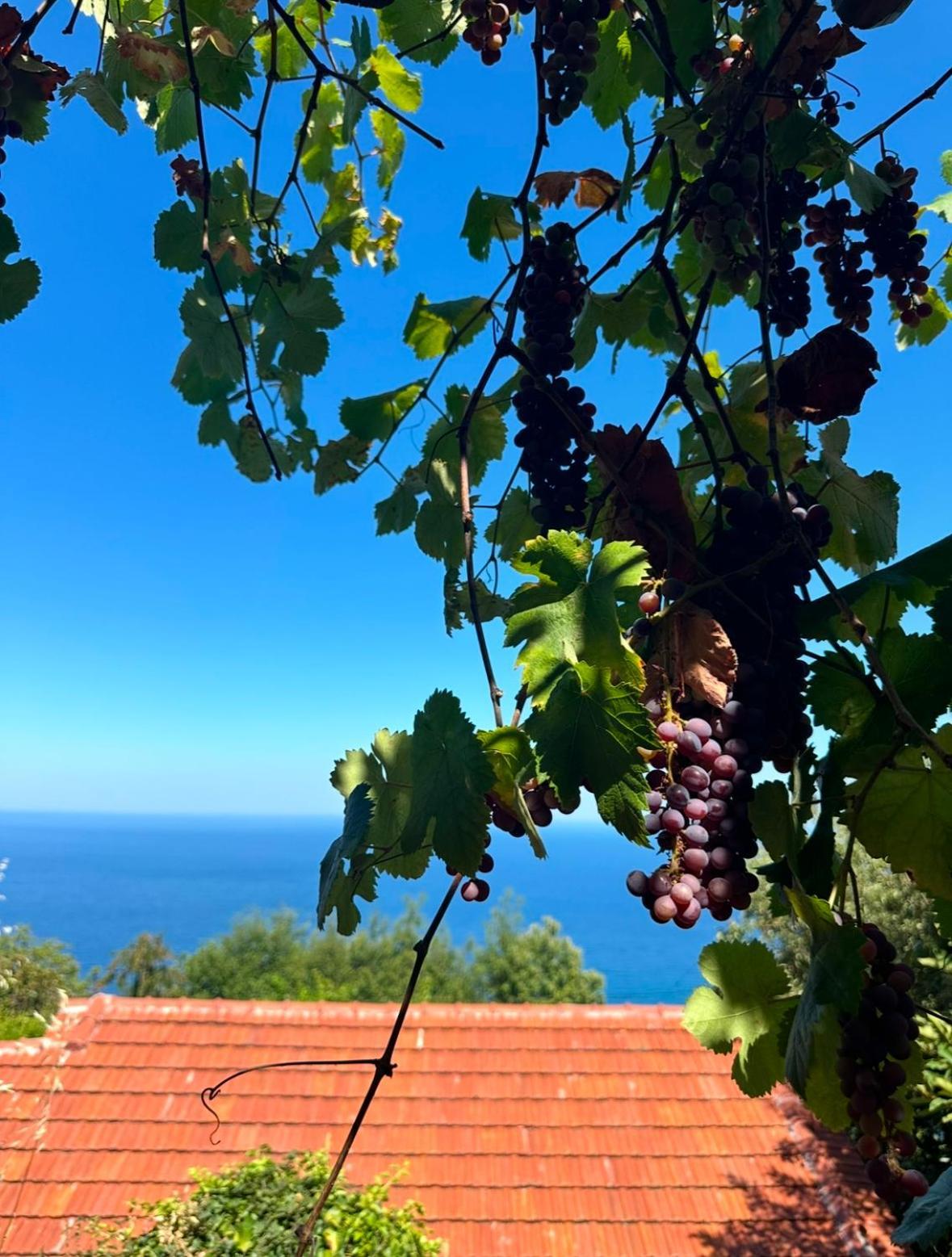 Om Living Pelion Appartement Áyios Dhimítrios Buitenkant foto